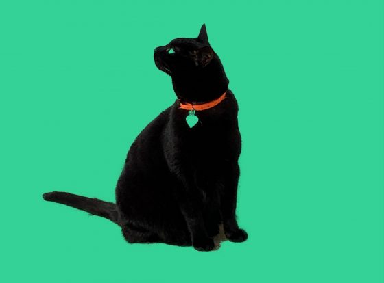 link image for Black Cat
